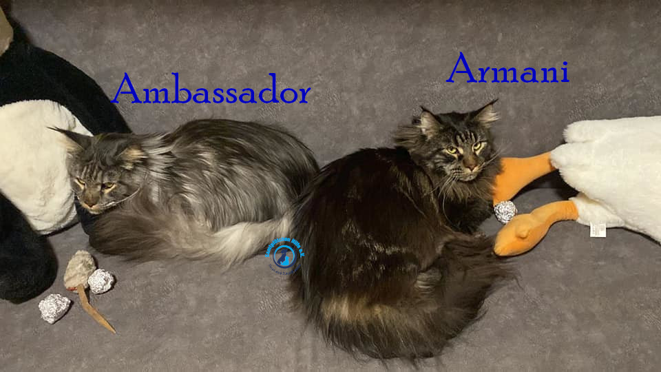 Fremde_Katzen/Armani und Ambassador/Armani und Ambassador07mN.jpg